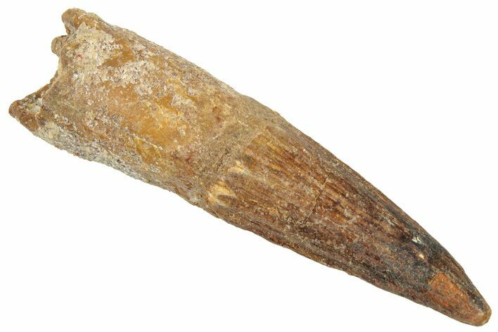 Fossil Spinosaurus Tooth - Real Dinosaur Tooth #322304